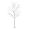 Birch Tree