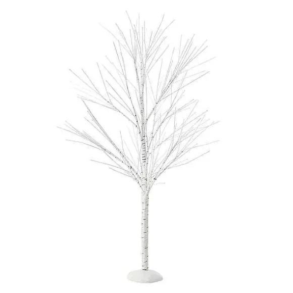 Birch Tree